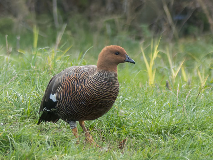 Upland goose