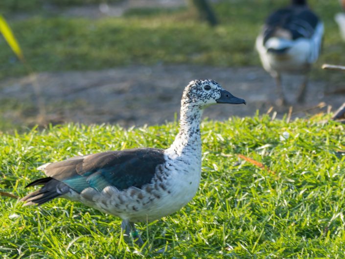 Knob-billed duck