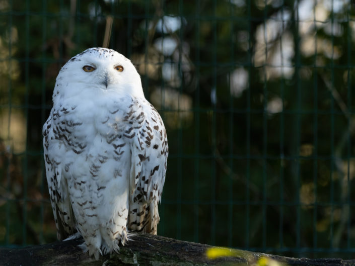 Snowy owl