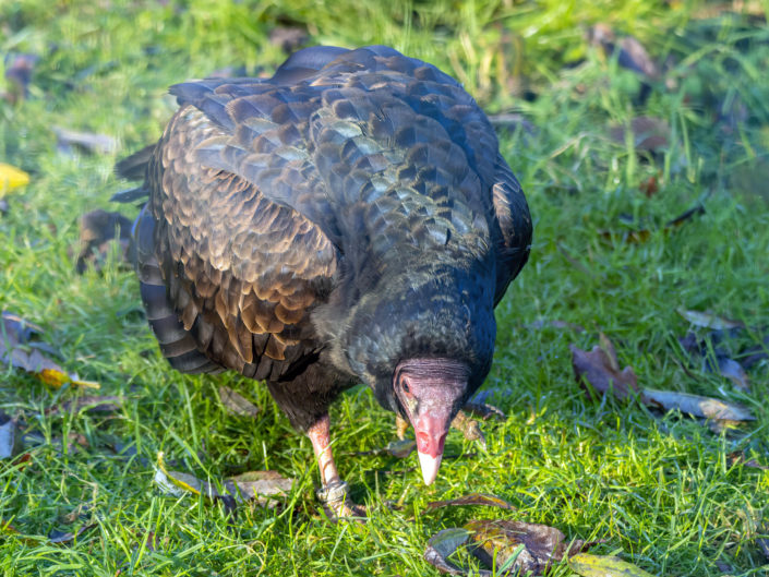 Turkey vulture