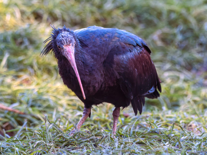 Northern bald ibis