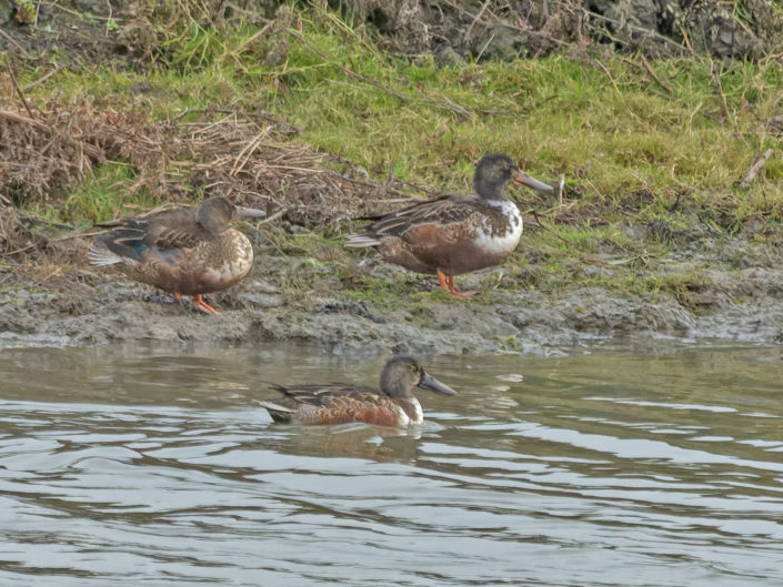 Northern shoveler