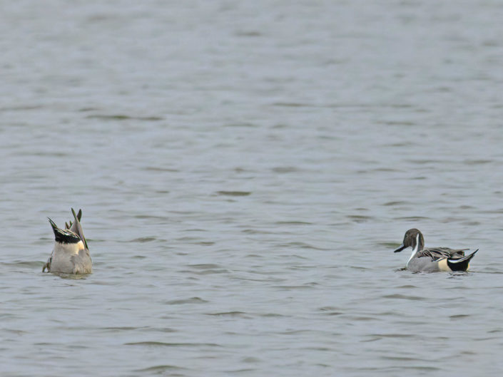 Northern pintail