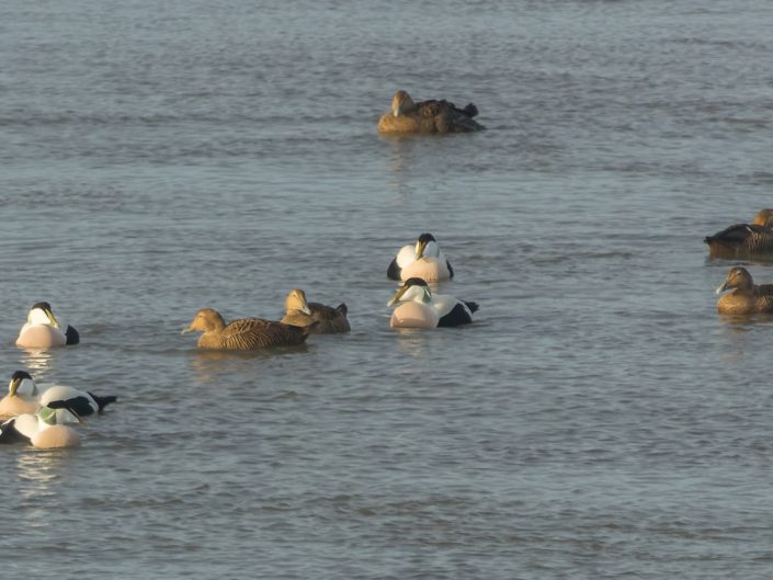 Common eider