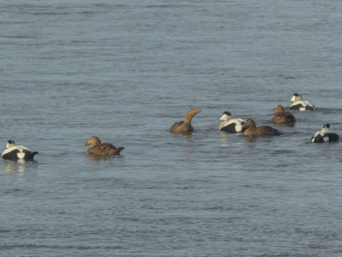 Common eider