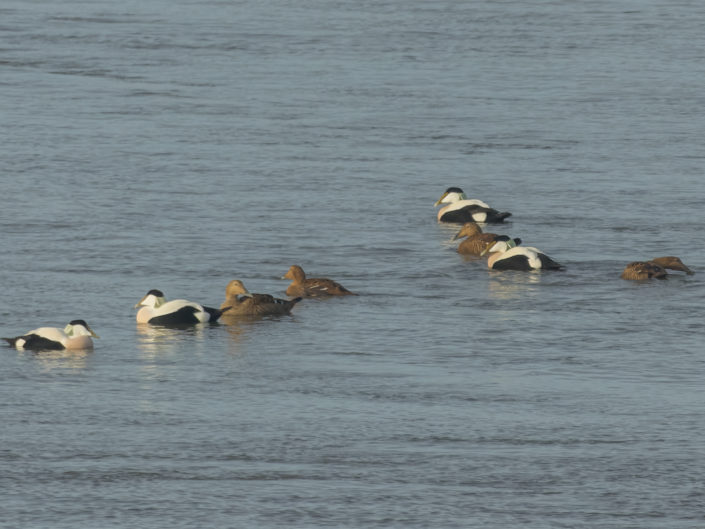 Common eider