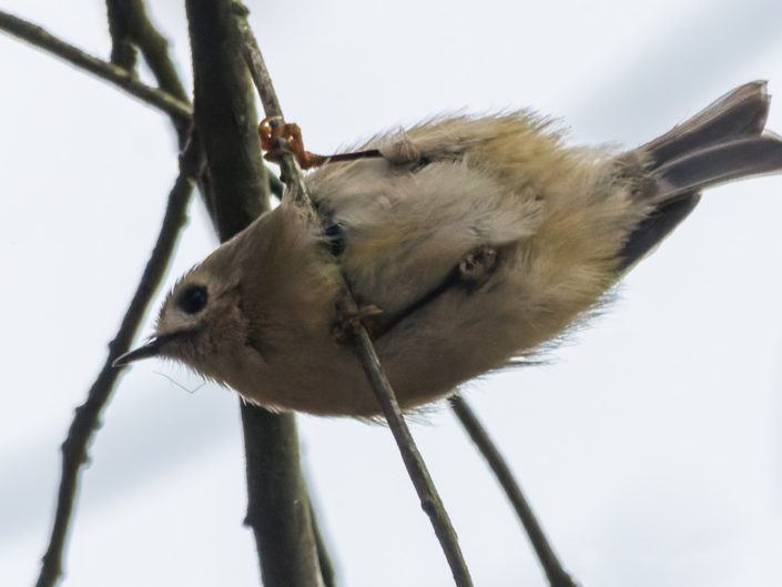 Goldcrest