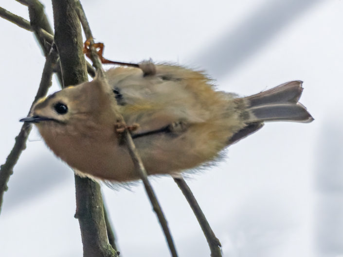 Goldcrest