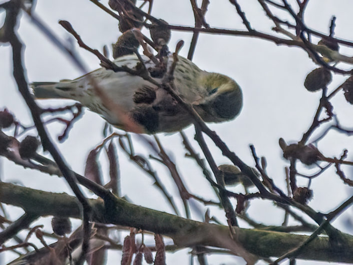 Eurasian siskin