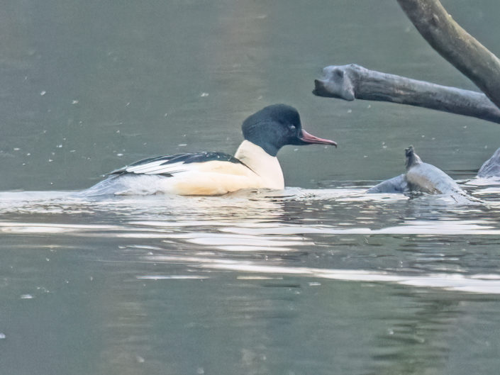 Common merganser