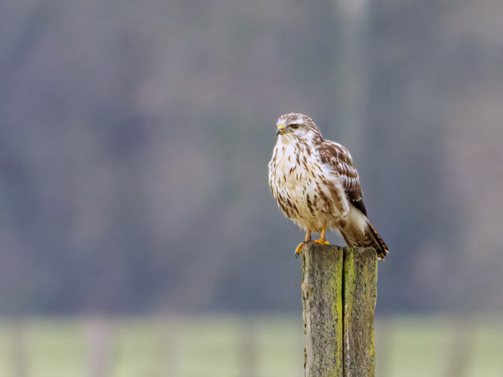 Common buzzard