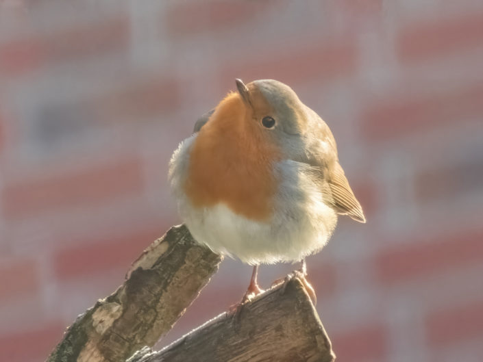 European robin