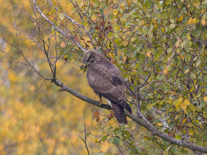 Common buzzard