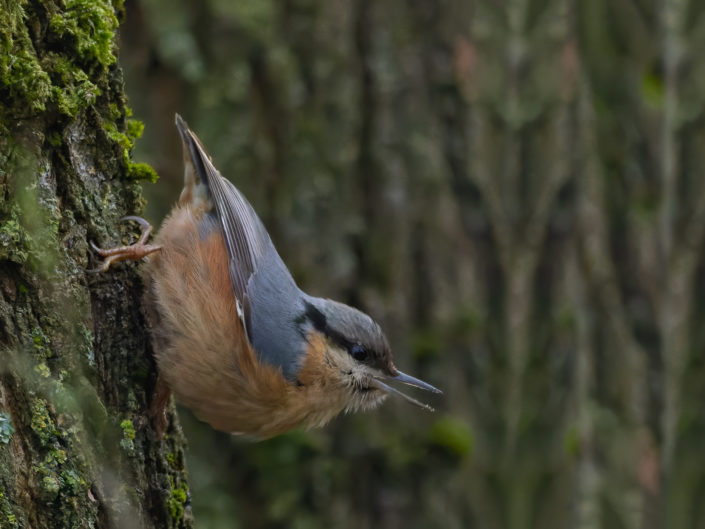 Eurasian nuthatch