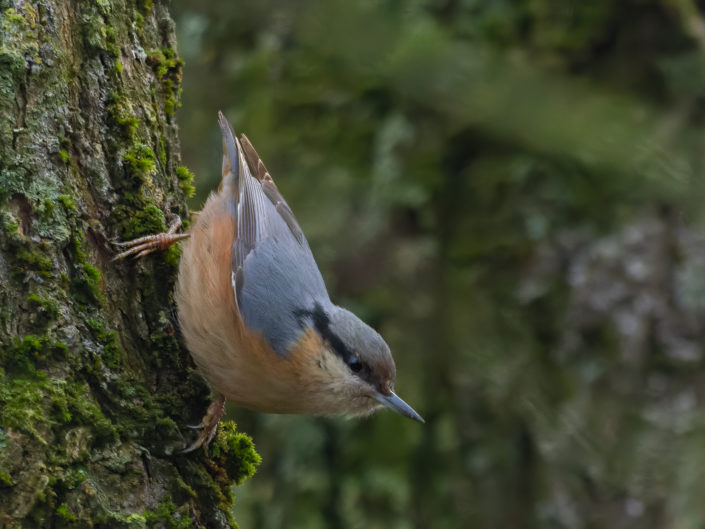 Eurasian nuthatch