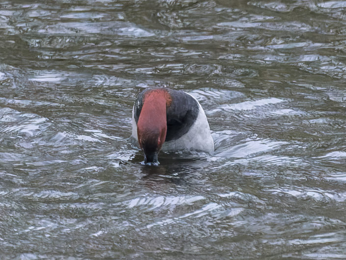 Common pochard