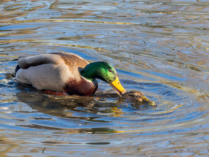 Mallards