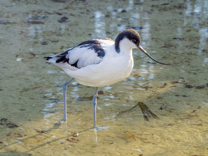 Pied avocet