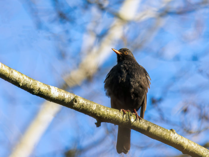 Common blackbird