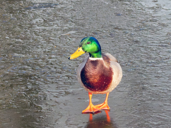 Mallard