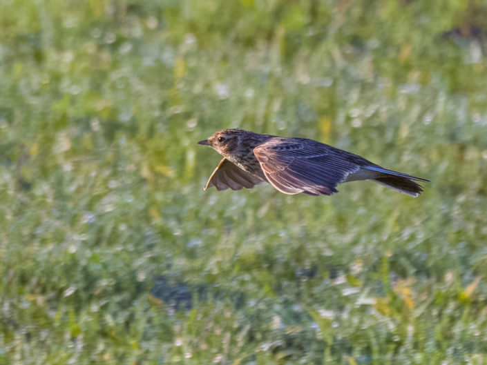 Eurasian skylark