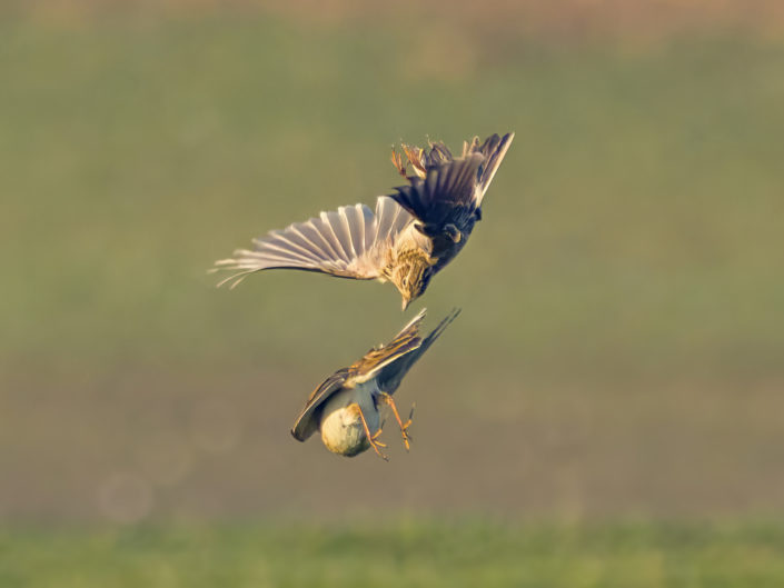 Eurasian skylark