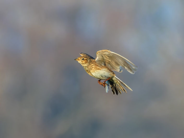 Eurasian skylark