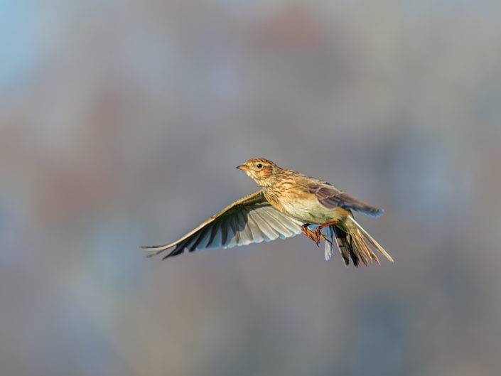 Eurasian skylark