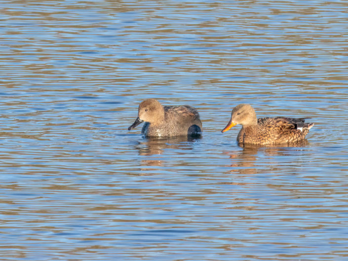 Gadwall