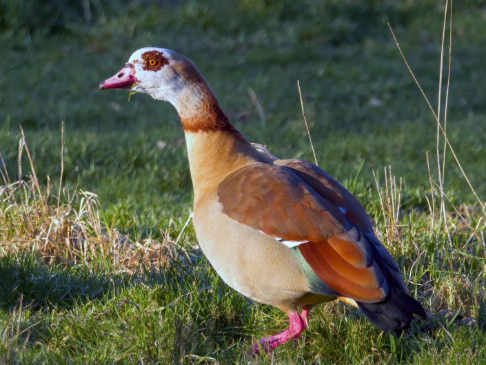 Egyptian goose