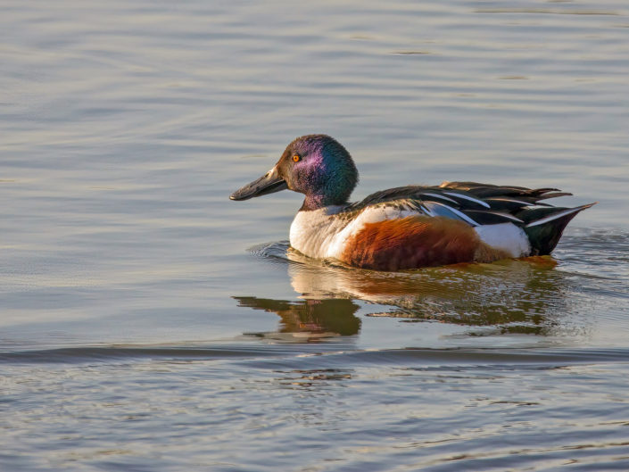 Northern shoveler