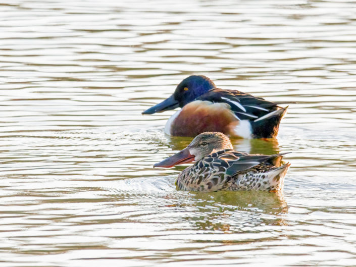 Northern shovelers