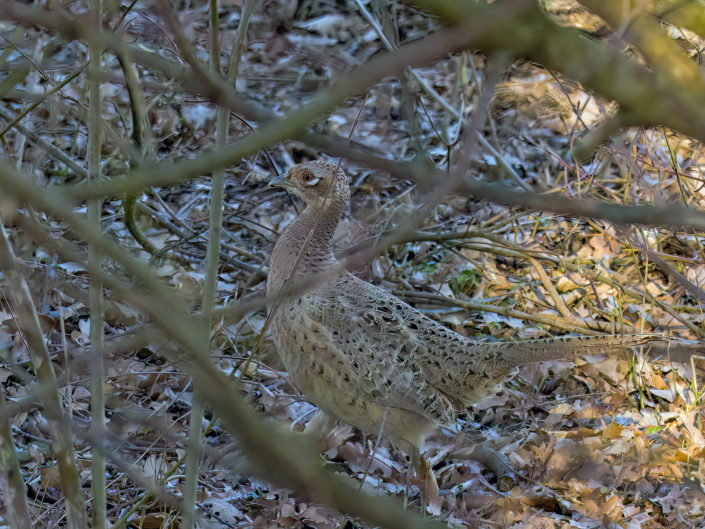 Common pheasant