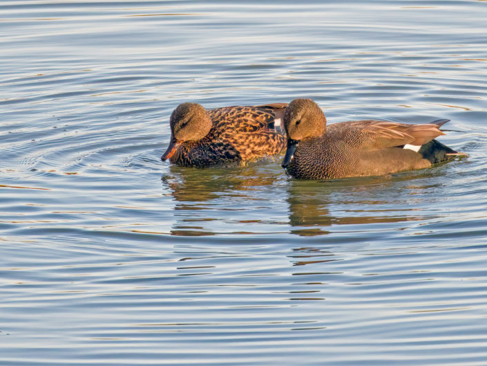 Gadwall