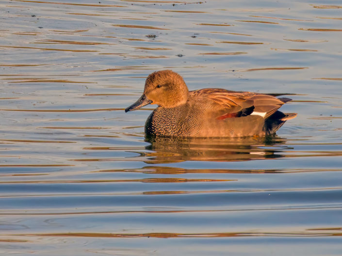 Gadwall