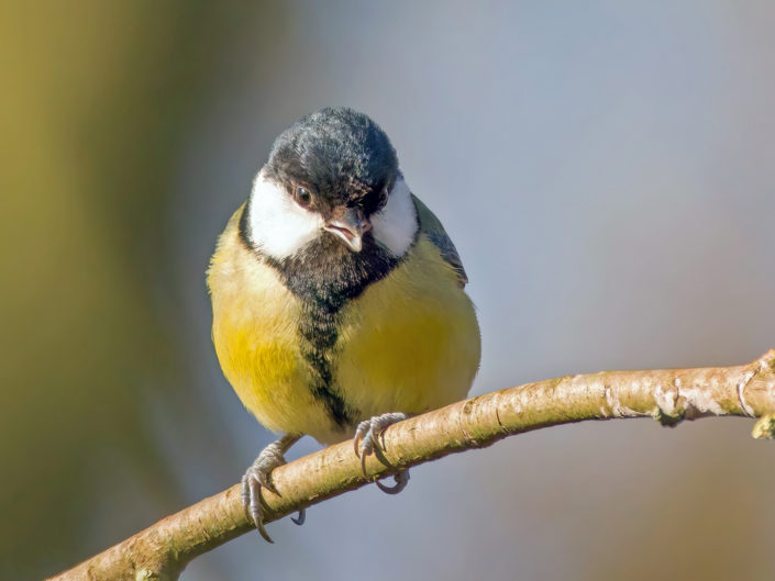 Great tit