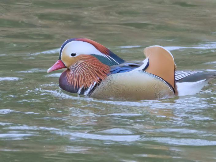 Mandarin duck