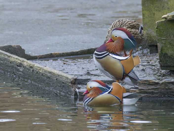 Mandarin duck