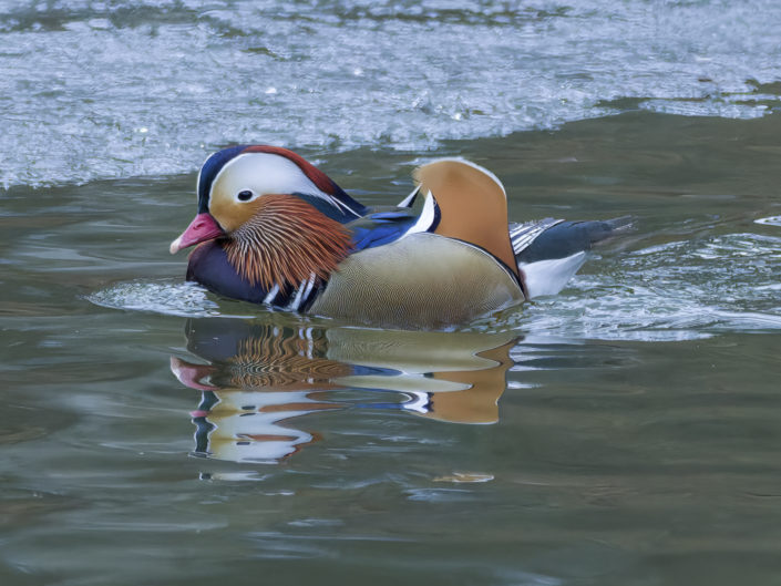 Mandarin duck