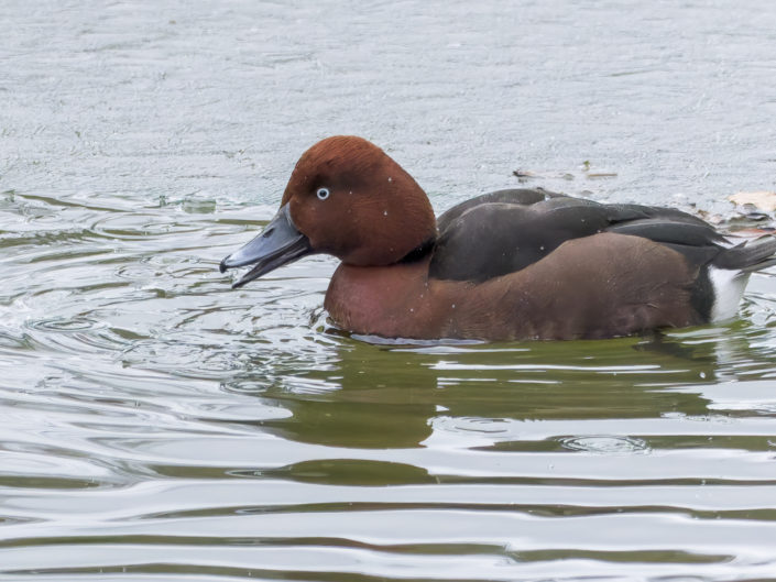 Ferruginous duck