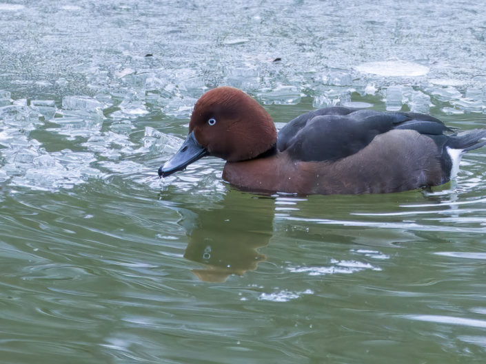 Ferruginous duck