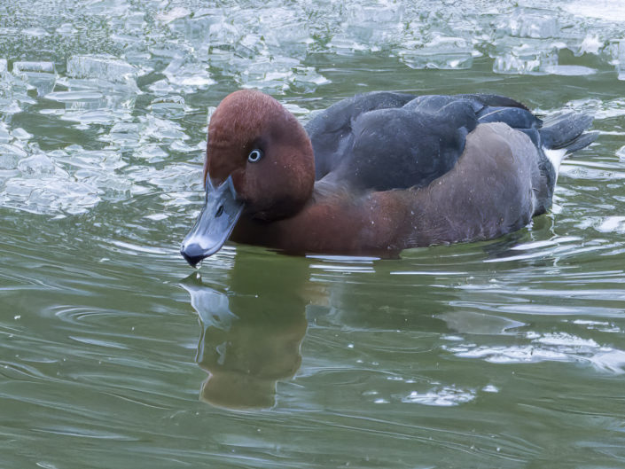 Ferruginous duck