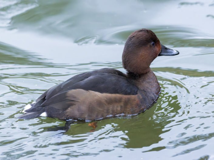 Ferruginous duck