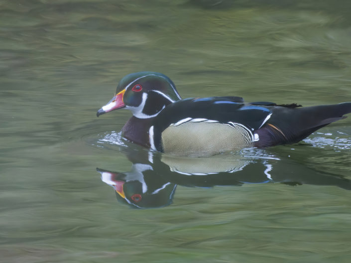 Wood duck