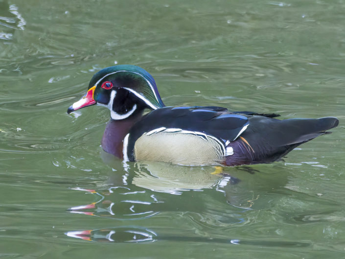 Wood duck