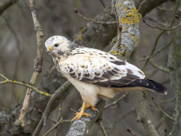 Common buzzard