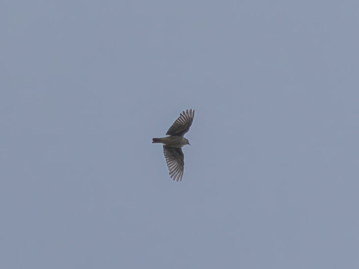 Woodlark