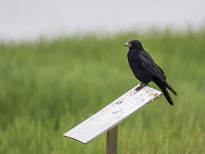 Carrion crow