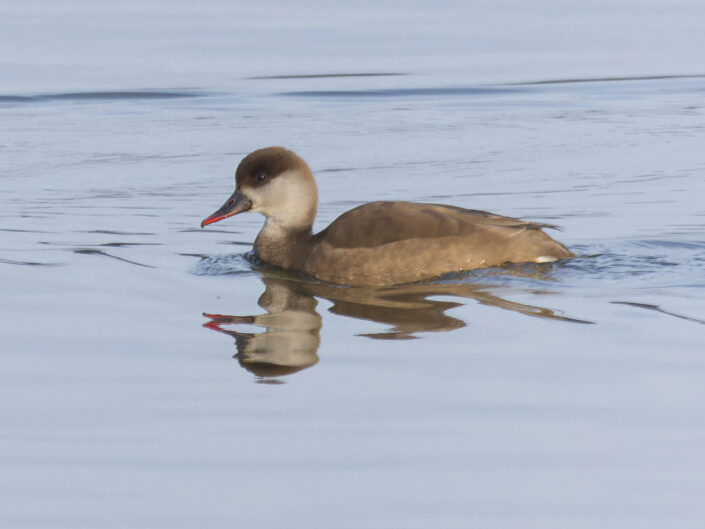 Red-crested pochard