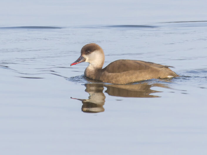 Red-crested pochard